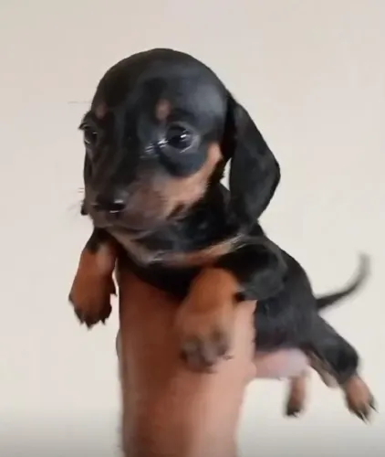 Basset teckel calmo e carinhoso