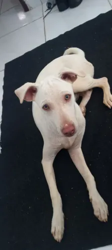 Cachorro pra adoção vira lata 2 anos
