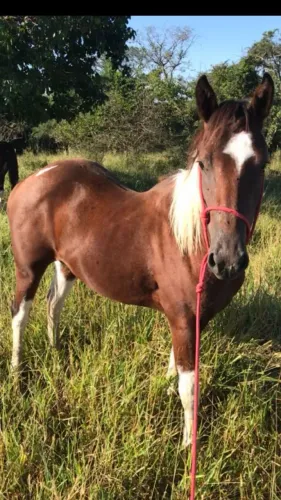 Potra Qrarto milha pent Horse Domada !!!