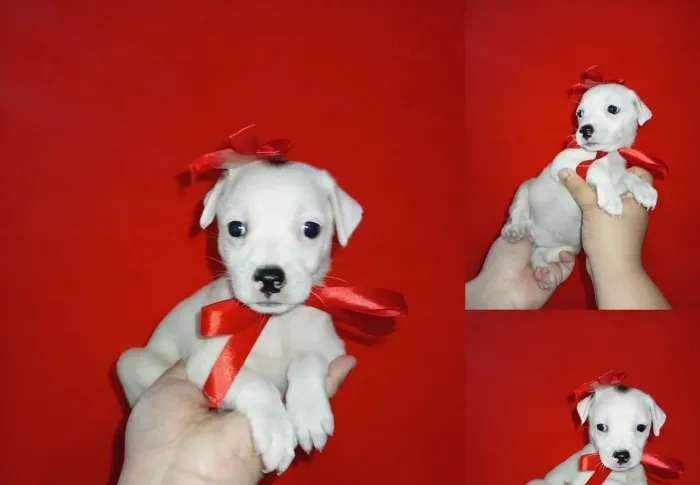 Doação de uma cachorrinha mestiça
