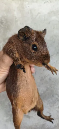 Porquinho da índia