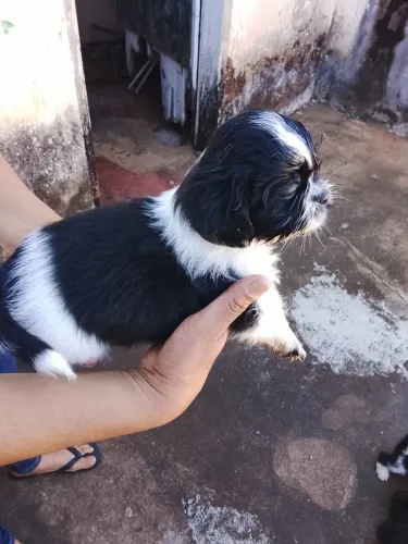 VENDO FILHOTE DE SHIH TZU