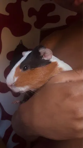 animal