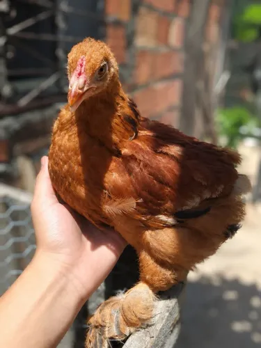 Franguinho Brahma buff "não troco por galinha"
