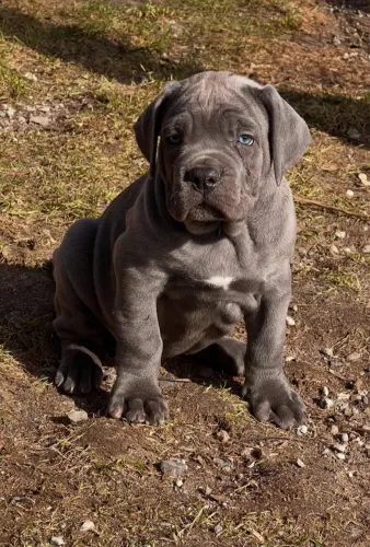 Cane corso 
