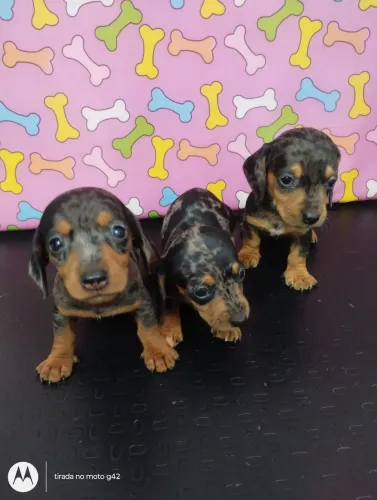 Filhote dachshund Cofap Basset fêmea e macho arlequim 