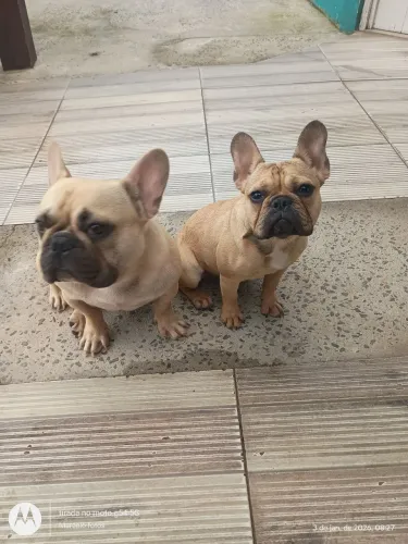 Vendo casal de Bulldogs padreadores 