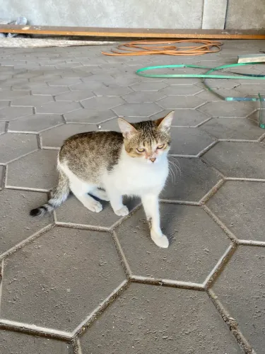 Gatinho Filhote para Adoção