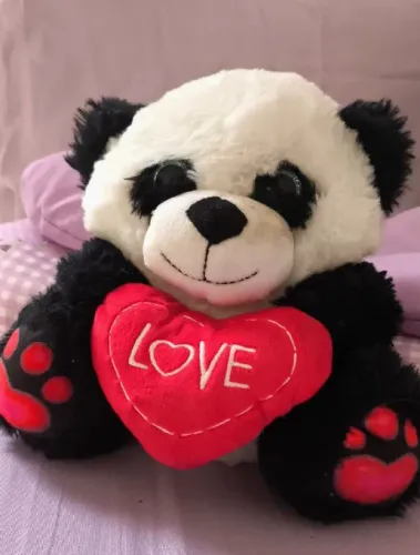 Urso novo enamorados 