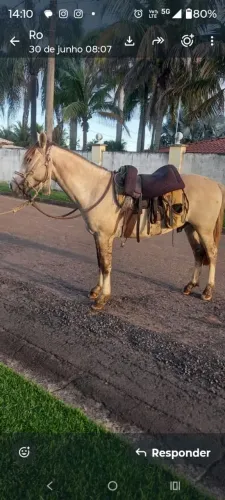 Cavalo