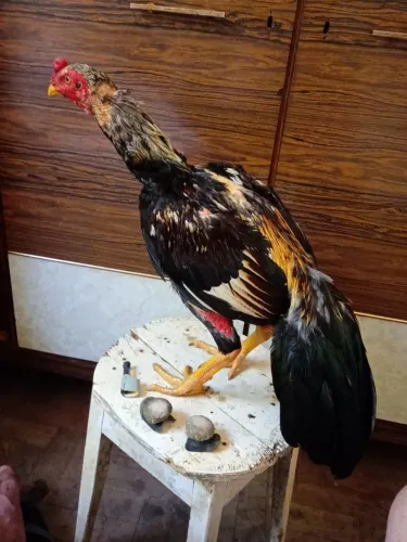 Galos mura e índio