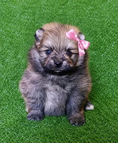 Linda filhote de lulu da Pomerânia 