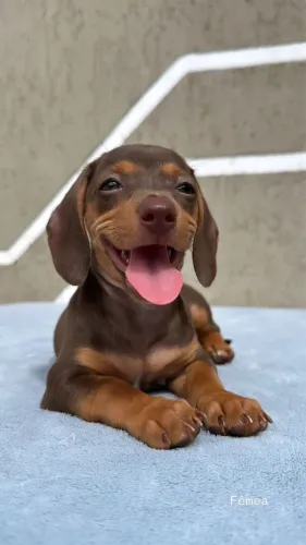 Dachshund Fêmea Miniatura - Chocolate - Pedigree