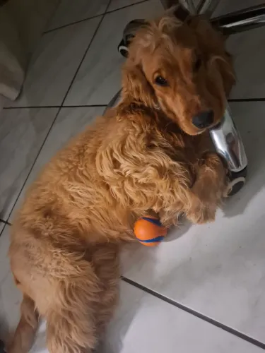 Adoção responsavel de cocker spaniel de 11 meses