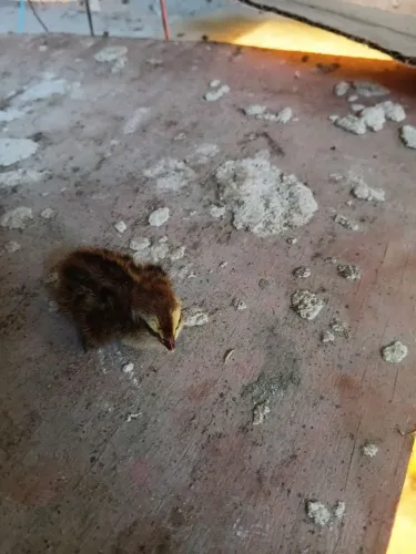 Filhotes de codorna gigante disponível