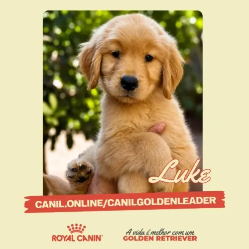 Luke - oportunidade de Golden Retriever em Sertãozinho