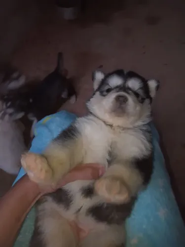 Husky Siberiano reservas filhotes