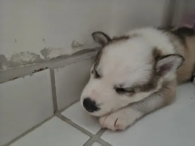 Filhote de Husky 