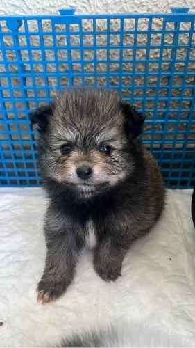 Lulu da pomerânia