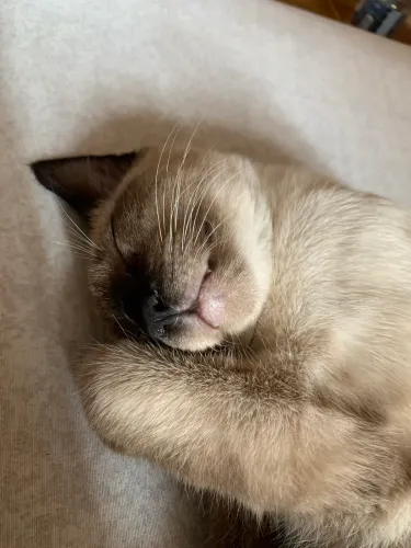 Gatinhos Siameses