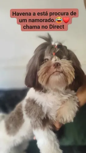 Shitzu fêmea a procura namorado 