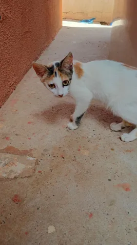 2 gatinhos filhotes para doação