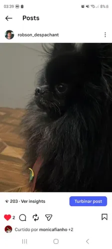     Disponível  pra monta lulu  ursinho  preto preto