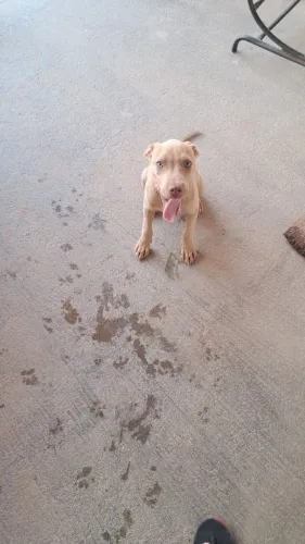 Filhote de Pitbull red