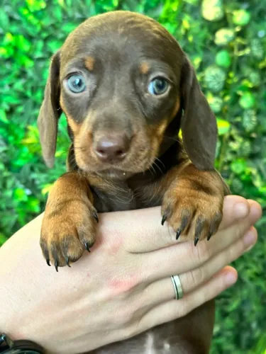 Filhote de Dachshund Chocolate sólido