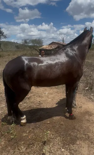 Égua preta Genuína de macha picada segunda muda