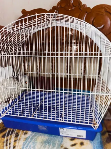 Vendo gaiola 