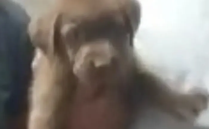 Labrador com pedigree