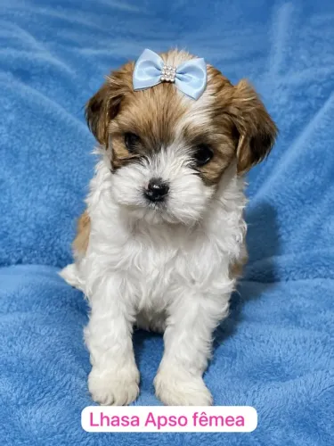 Fofinhos Lhasa Apso Disponíveis para Novo Lar
