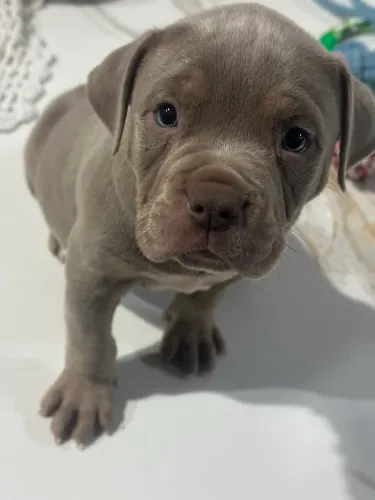 Filhotes Pit Monster - C/ microchip & Pedigree