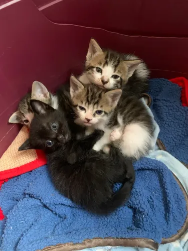 Adoção de gatos