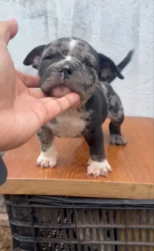 Machinho American bully