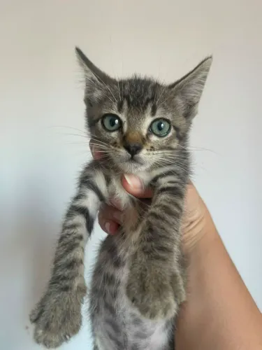 Gata disponível para adoção 