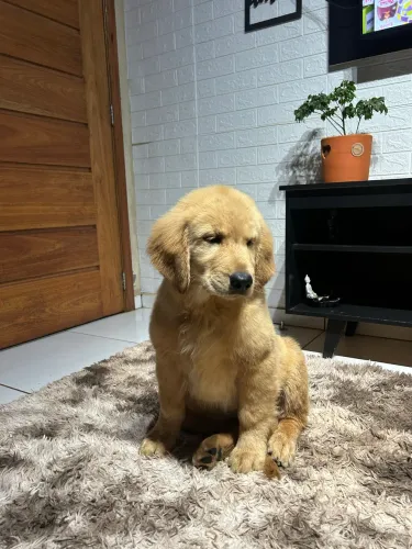 Filhote Golden Retriever 