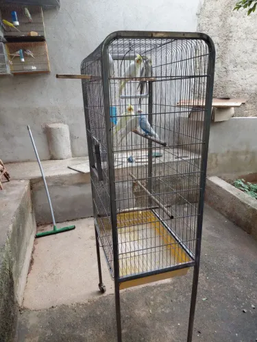 VIVEIRO DE FERRO GAIOPA PRA AVES.