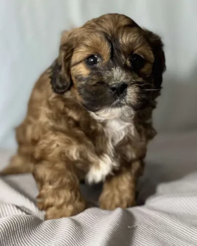 Lhasa Apso filhotes lindos - confira