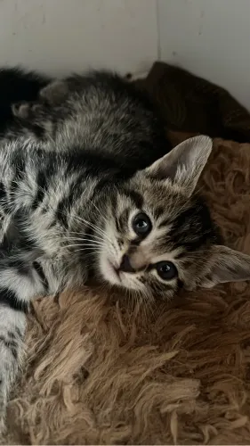 Doação de gatos