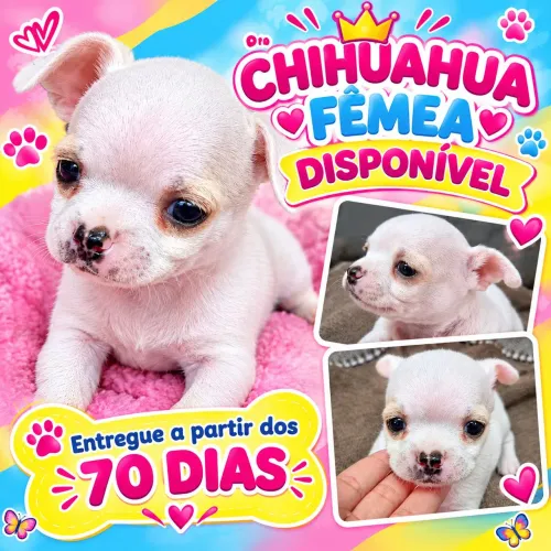 Chihuahua fêmea