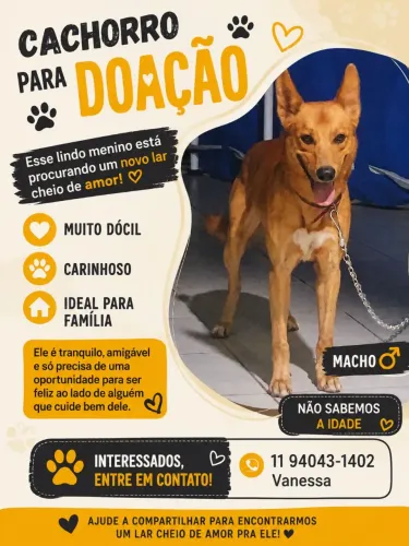Cachorro macho pra doação