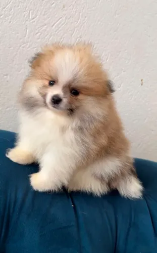 Lulu da Pomerânia micro MACHOS Spitz alemão 