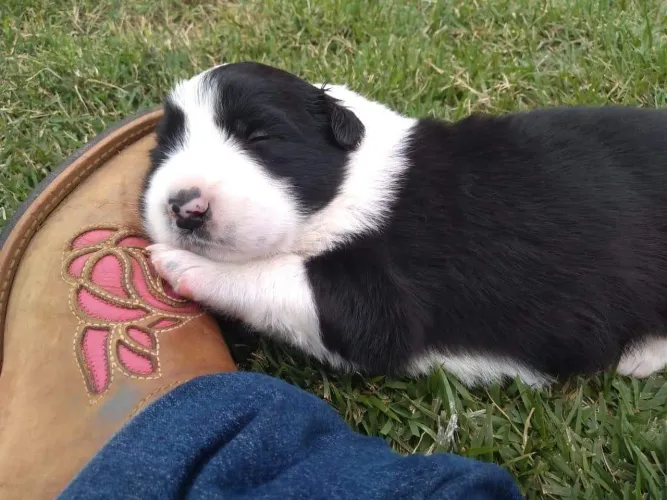 Border Collie