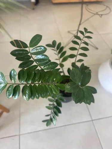 Plantas para sua casa