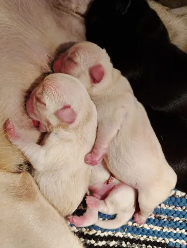 Pug bebês machos e fêmeas
