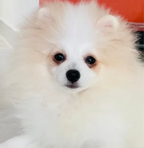 Splitz alemão - Lulu da pomerania