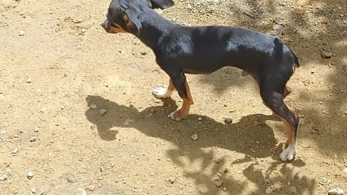 Pinscher 1 macho