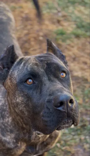 Presa canário fêmea com pedigree ALKC origem canil CPD